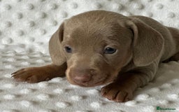 Miniature Dachshund dogs for sale: KC Miniature Isabella Dachshunds PRA Clear - Image 6