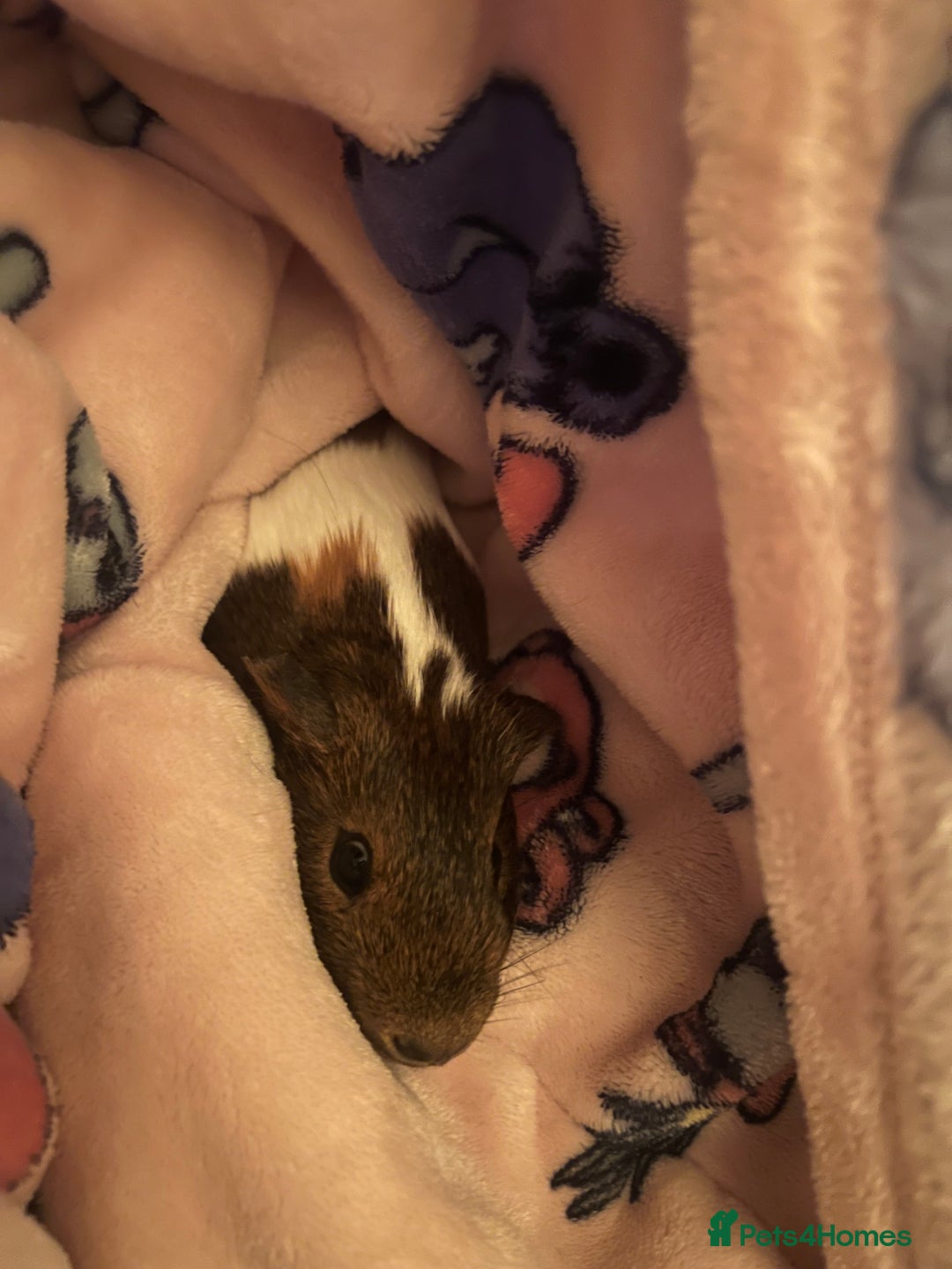 Guinea Pig rodents for sale: X2 gorgeous male guinea pigs  - Advert 4