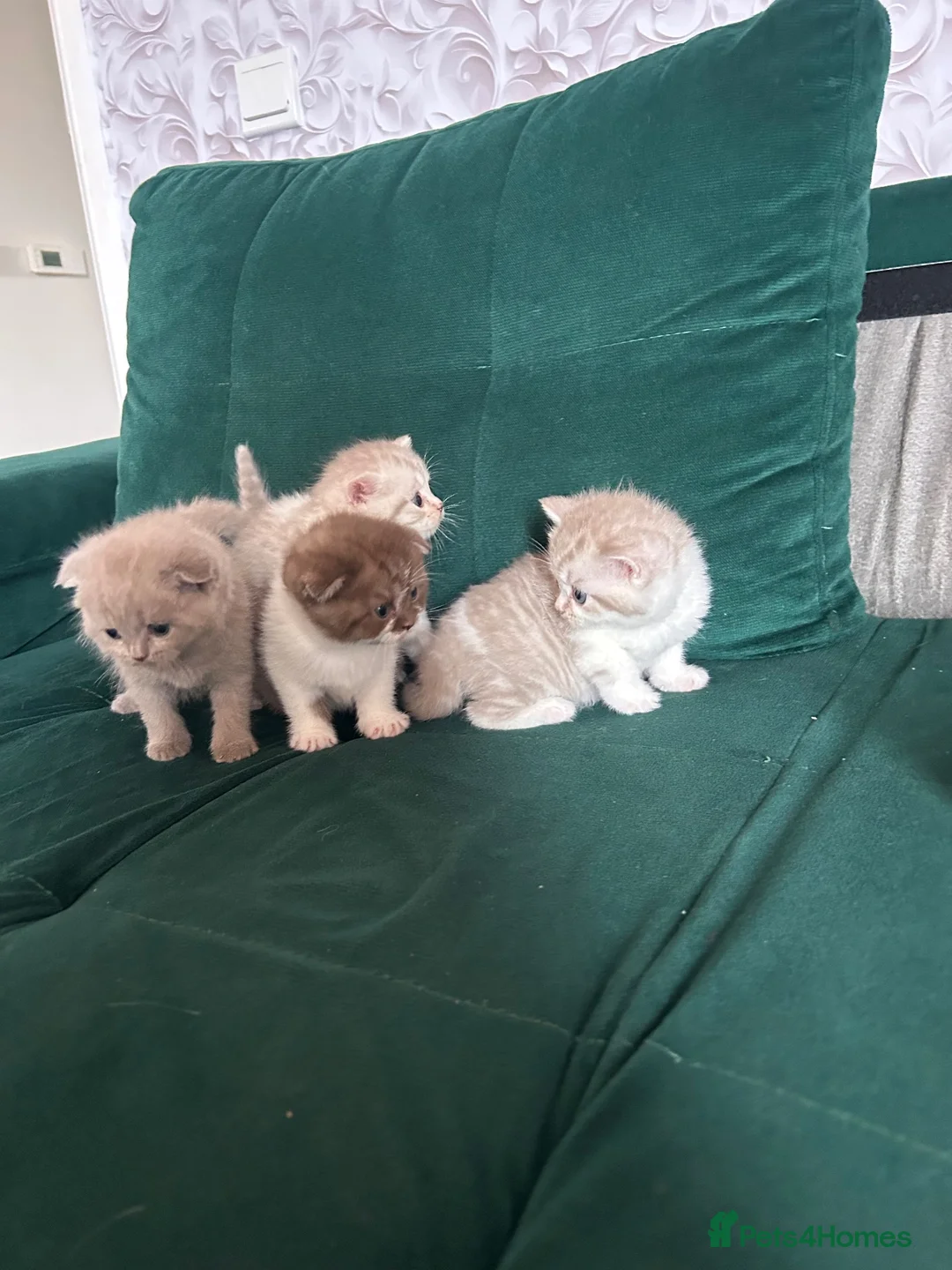 Scottish Fold cats for sale: For sale Scottish fold kitties BORN 25/06  - Advert 2