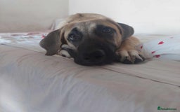 Anatolian Shepherd dogs for adoption: Dzana is 6 month Macedonian rescue pup  - Image 9