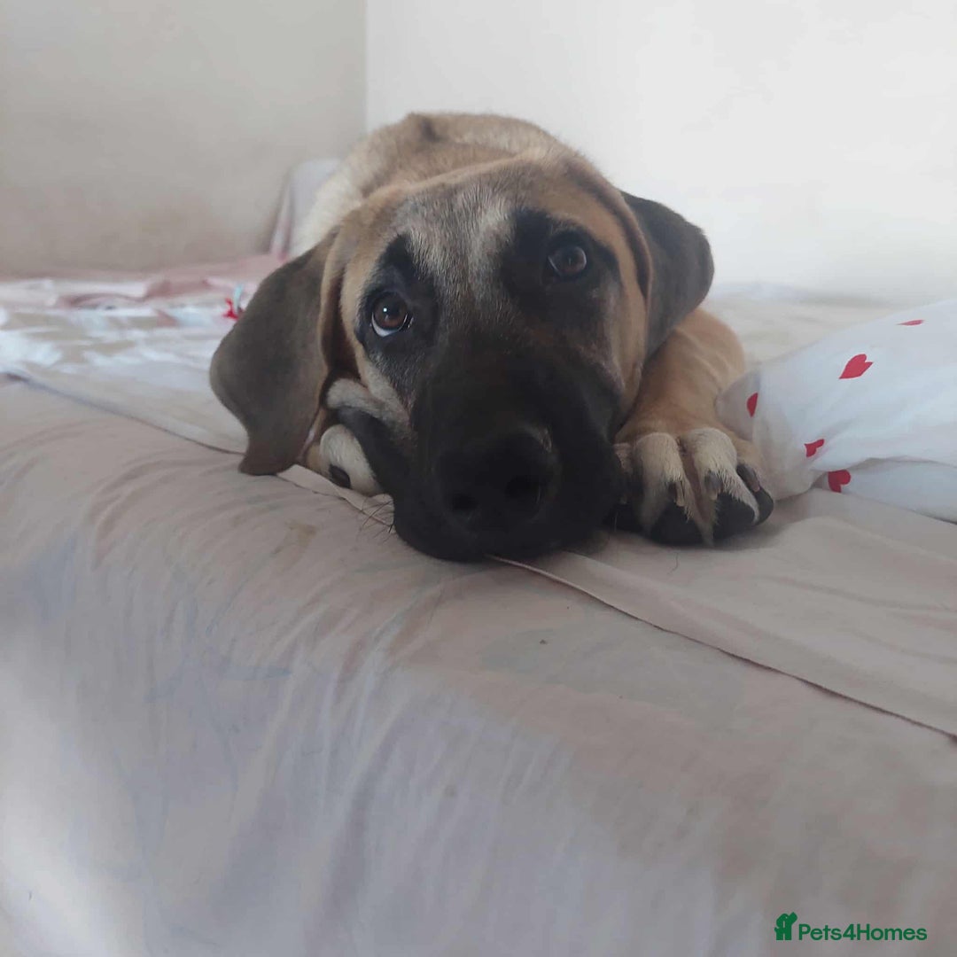 Anatolian Shepherd dogs for adoption: Dzana is 6 month Macedonian rescue pup  - Image 9