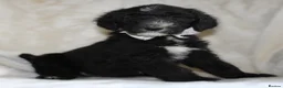 Sheepadoodle dogs for sale: F1 Sheepadoodle Puppies | 5* Licensed Breeder - Advert 24