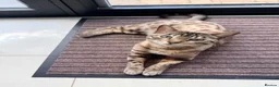 Bengal cats for sale: 5 year old Snow Mink bengal.  in Woodford Green - Advert 4