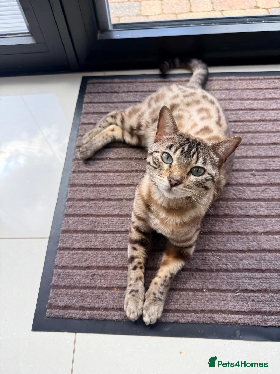 Bengal cats for sale: 5 year old Snow Mink bengal.  in Woodford Green - Advert 4