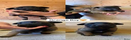 Belgian Shepherd Dog dogs for sale:  BELGIAN MALINOIS PUPPIES AVAILABLE - Advert 4