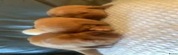 Labrador Retriever dogs for sale: WORKING KC REG FOX RED LABRADOR PUPPIES FOR SALE  - Advert 12
