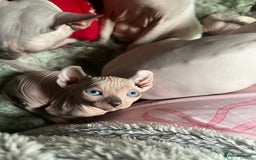Sphynx cats for sale: Litter of 5 gorgeous baby’s  - Image 2