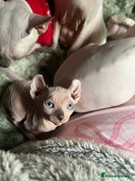 Sphynx cats - Advert 2