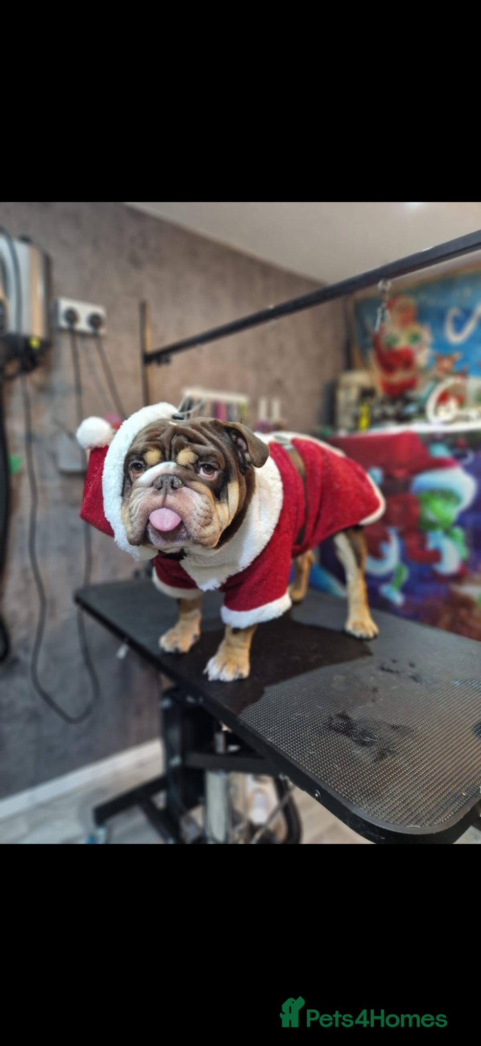 English Bulldog dogs Beautiful Bulldog First-Time Stud Available - Advert 1