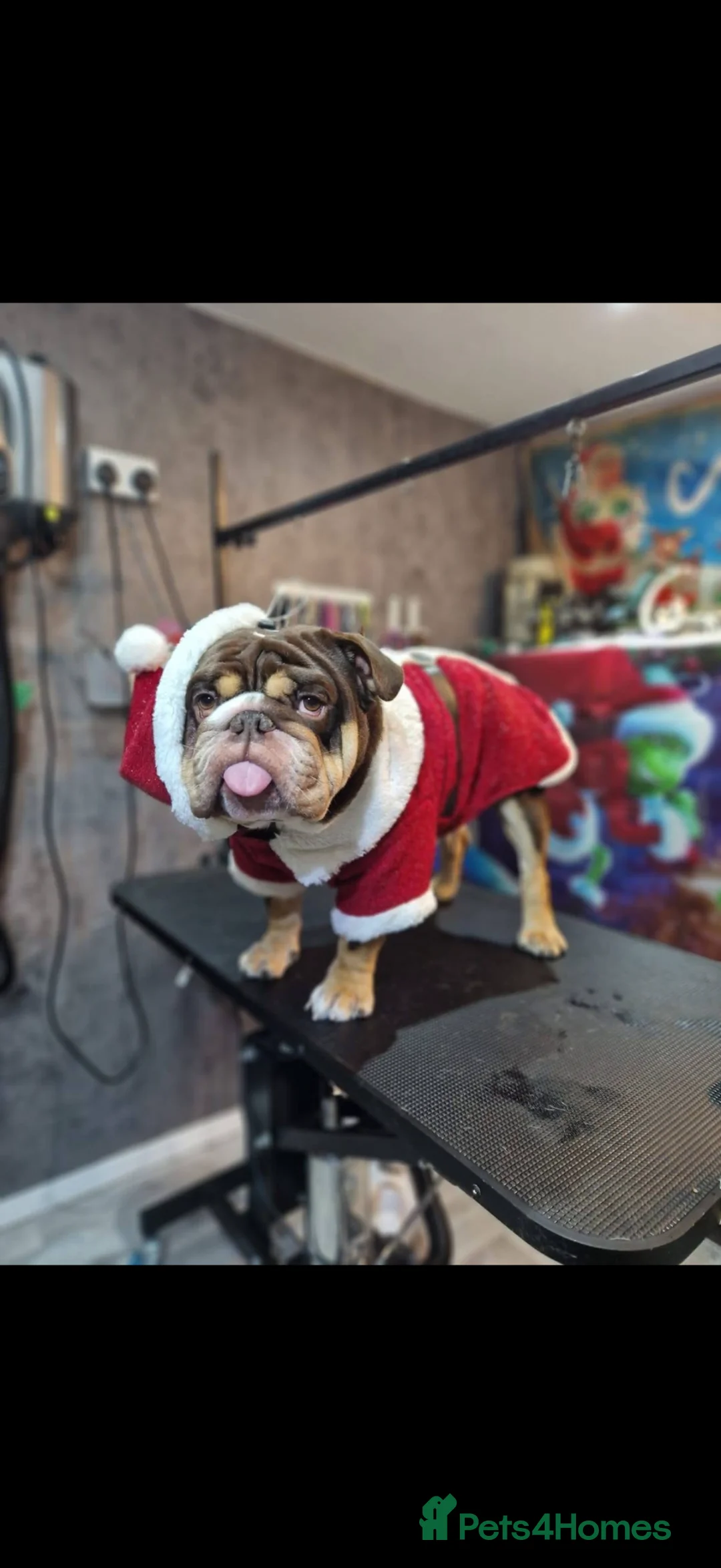 English Bulldog dogs for stud: Reggie 🐾 First-Time Stud Available - Advert 2