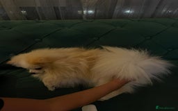Pomeranian dogs for sale: Loui - Full Pomeranian - Image 4