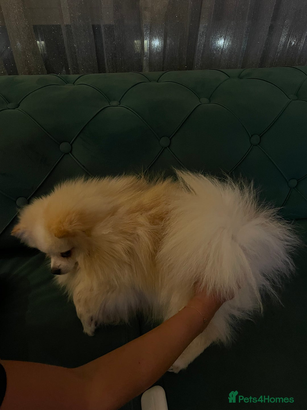 Pomeranian dogs for sale: Loui - Full Pomeranian - Image 4