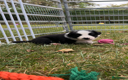 Border Collie dogs for sale: Border Collie Pups for Sale  - Image 5