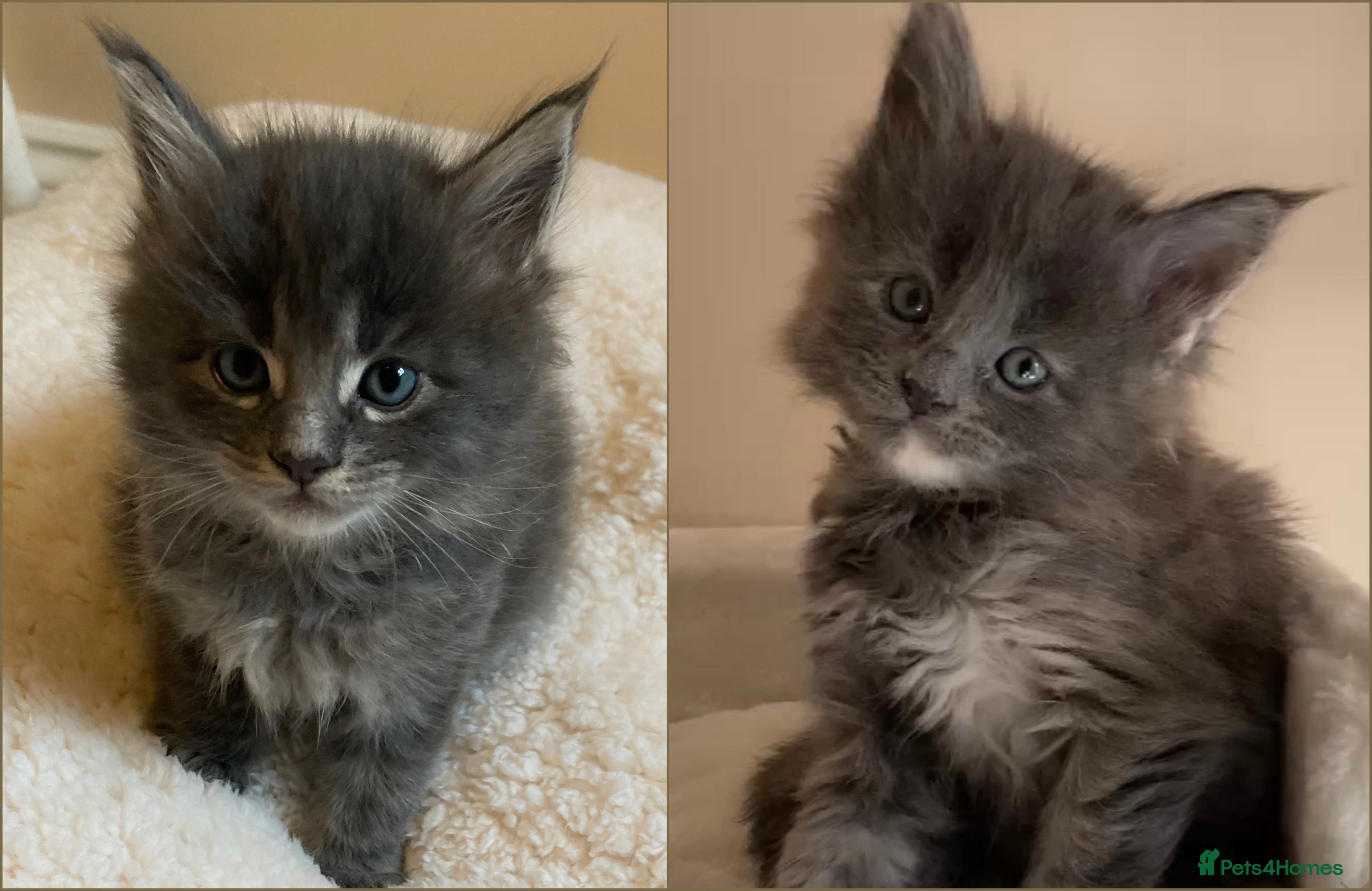 Maine Coon cats GCCF Stunning Blue Maine Coon Kittens - Advert 12