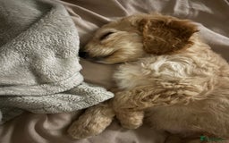 Cockapoo dogs for sale: Beautiful cockapoo - Image 3