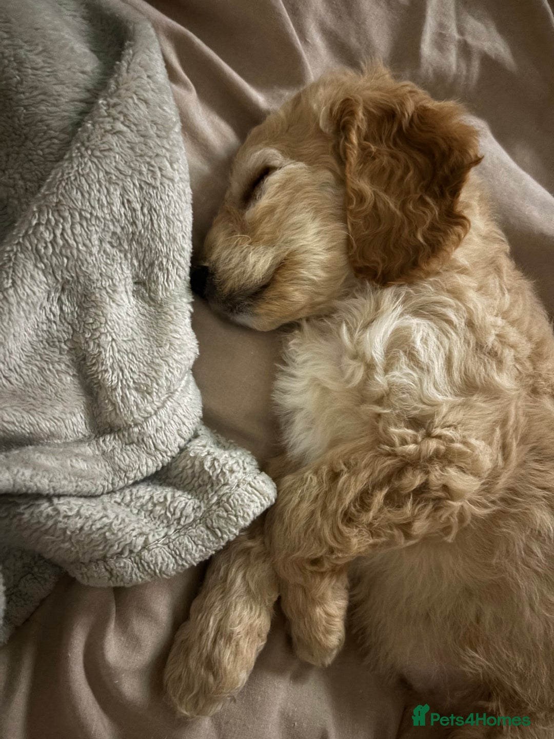 Cockapoo dogs for sale: Beautiful cockapoo - Image 3