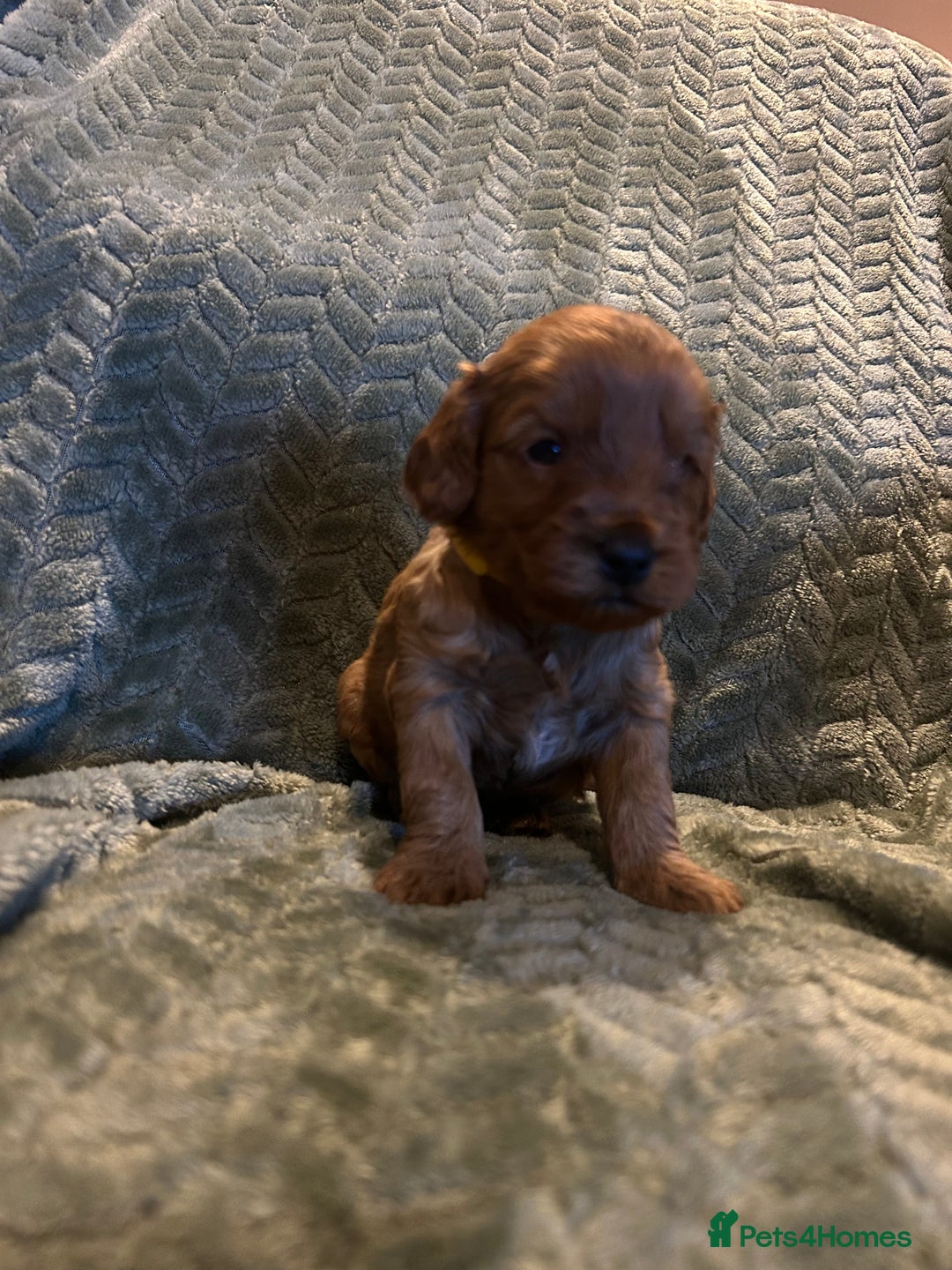 Labradoodle dogs for sale: 🐾F1b Healthy Labradoodle Puppies – Ready 18 Dec🐾 - Advert 23