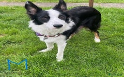 Border Collie dogs for sale: Border Collie Puppies - Image 36