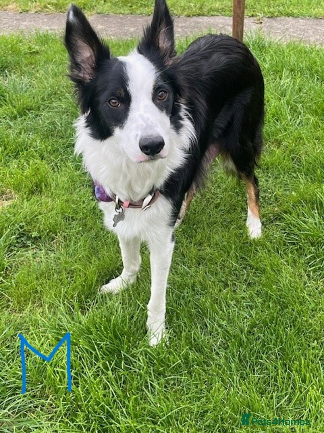 Border Collie dogs for sale: Border Collie Puppies - Image 36
