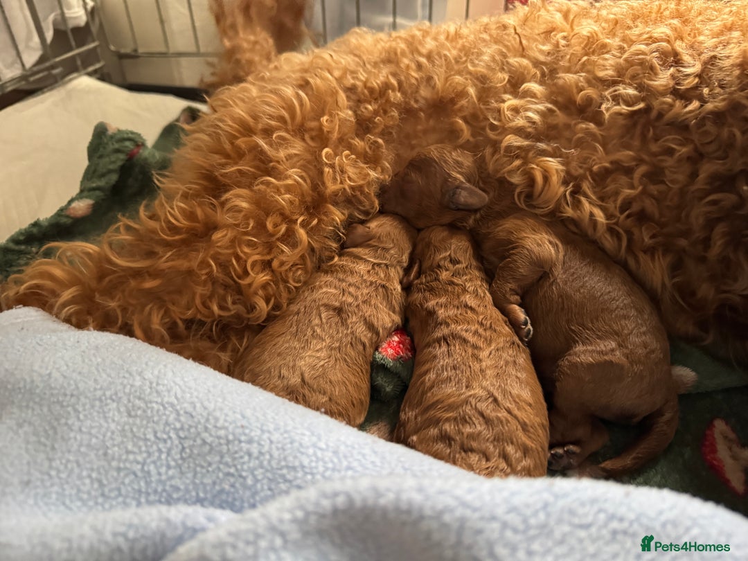Toy Poodle dogs for sale: Red Toy poodle  - Image 9