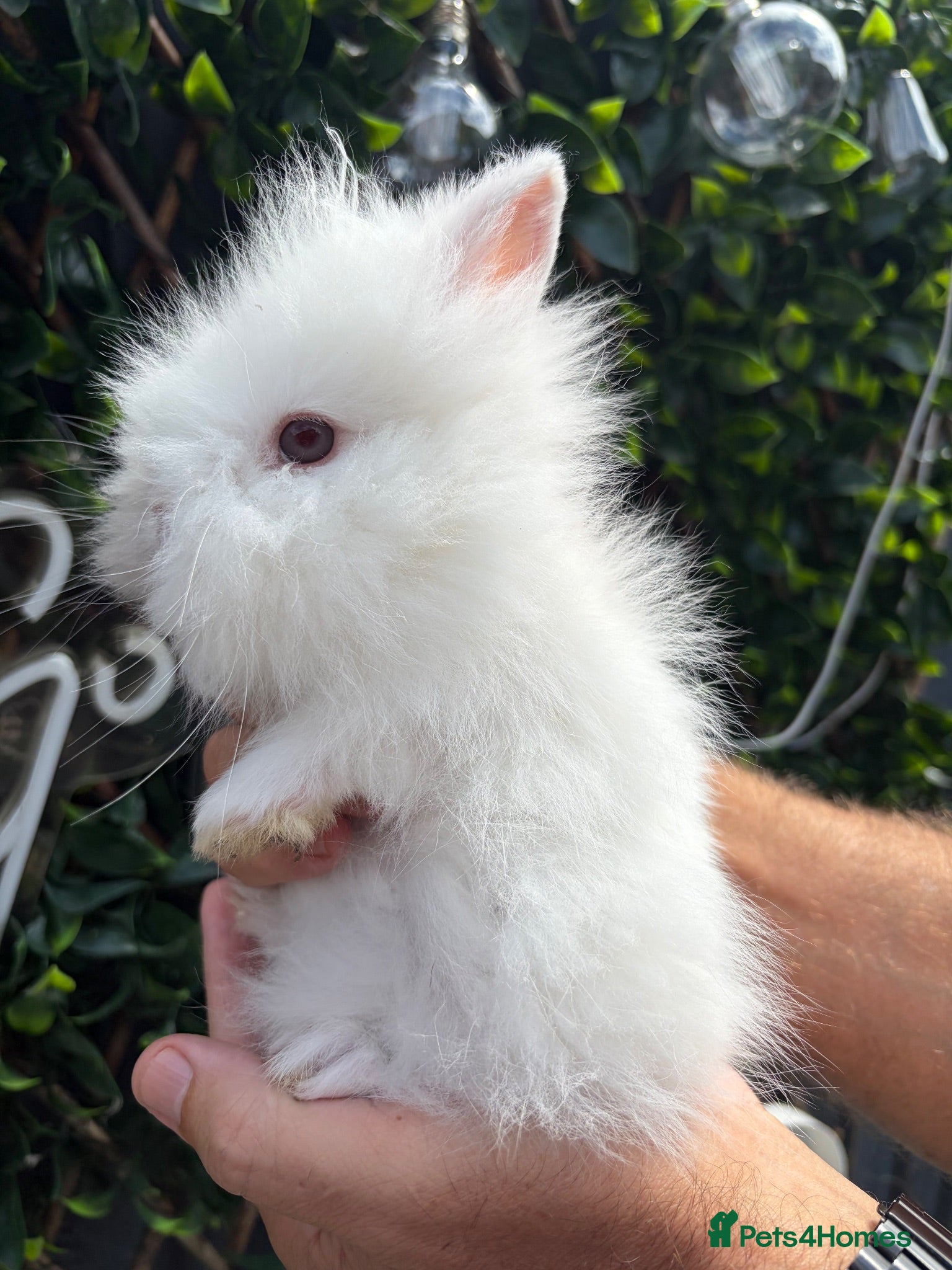Lionhead rabbits Fluffy double mane lion head rabbits for sale  - Advert 15