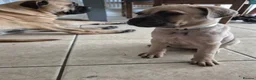 Bullmastiff dogs for sale: Bullmastif mastiff female puppies  - Advert 14