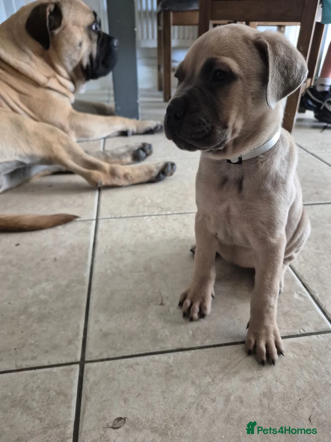 Bullmastiff dogs for sale: Bullmastif mastiff female puppies  - Advert 14