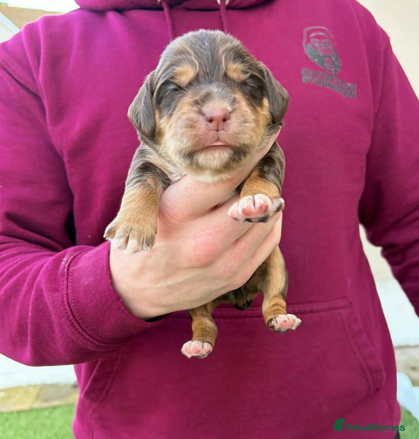 Cocker Spaniel dogs Champion bloodline cocker spaniels  - Advert 2