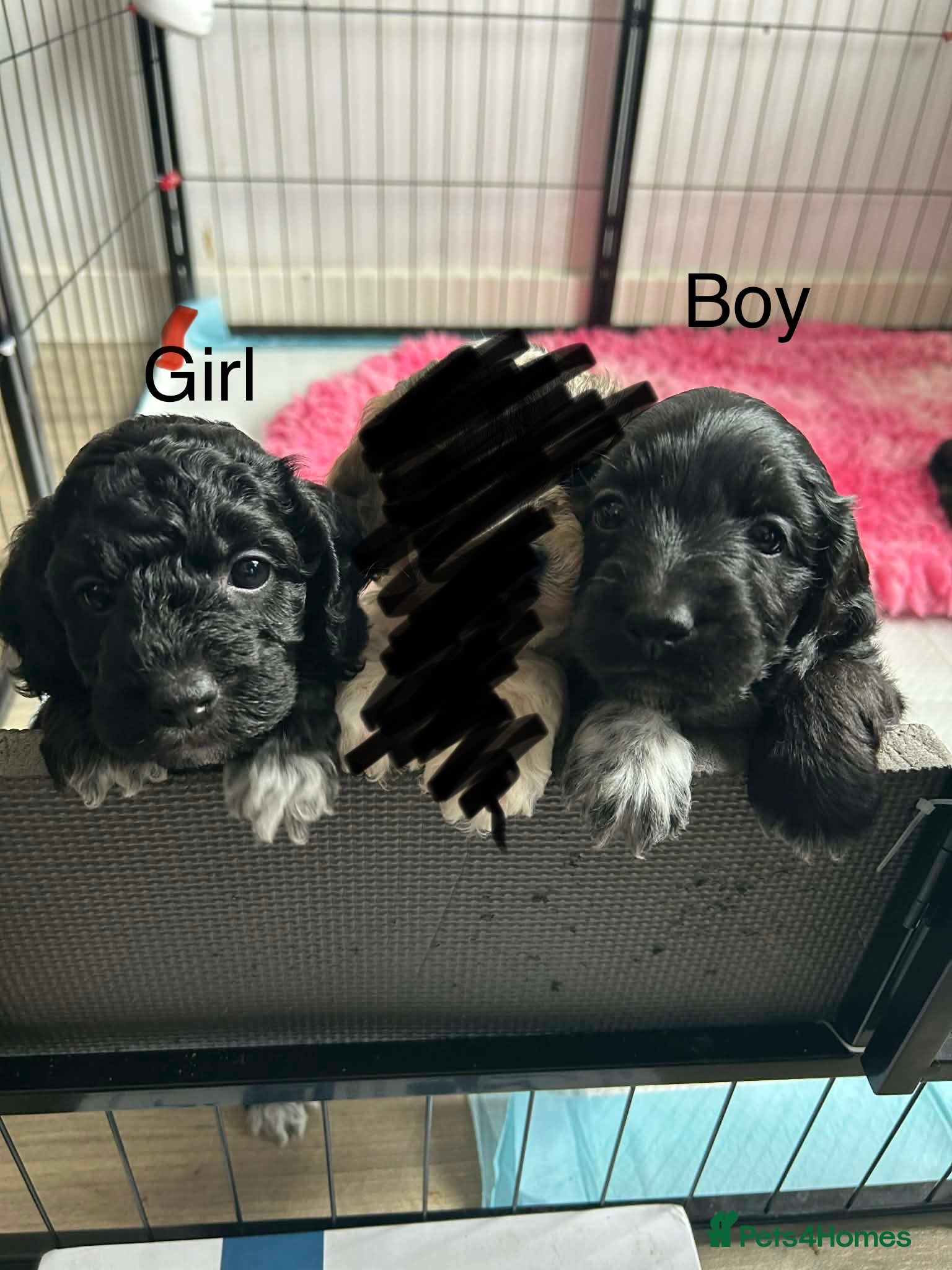 Cockapoo dogs F2 Cockapoo Puppies looking for new homes  - Advert 1