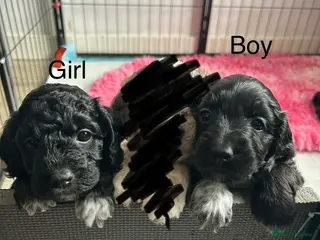 Cockapoo dogs F2 Cockapoo Puppies looking for new homes - Advert 1