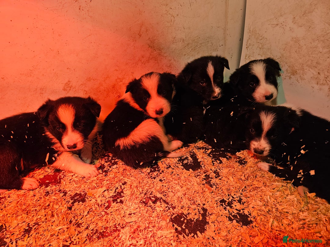 Border Collie dogs for sale: Border Collie puppies for sale  - Advert 2