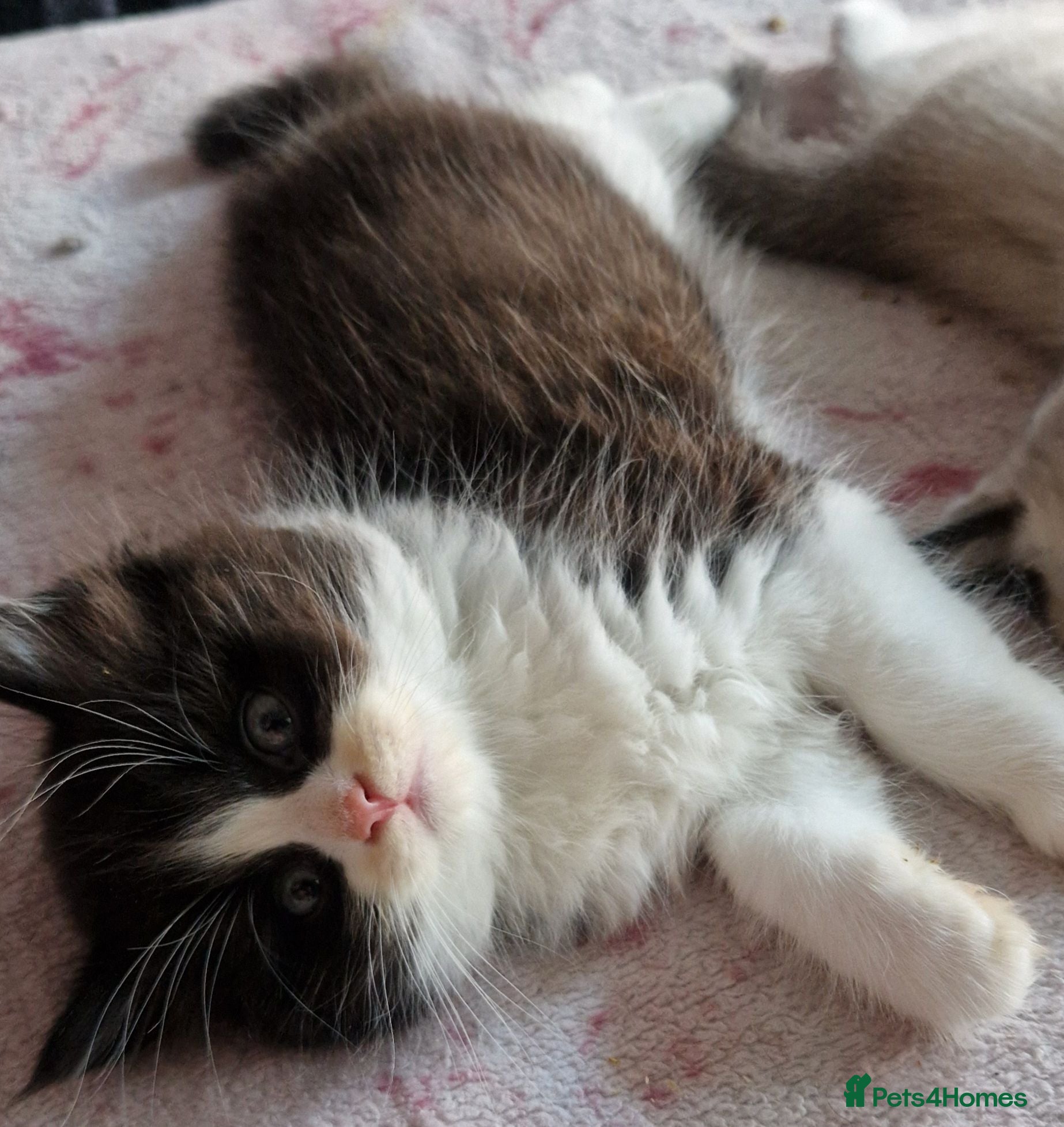 British Shorthair cats British Shorthair Exotic Kittens - Advert 2