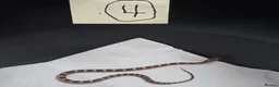 Corn Snake reptiles for sale: Various baby corn snakes unsexed x13 Bolton - Advert 4