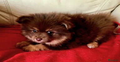 Pomsky dogs - Advert 15