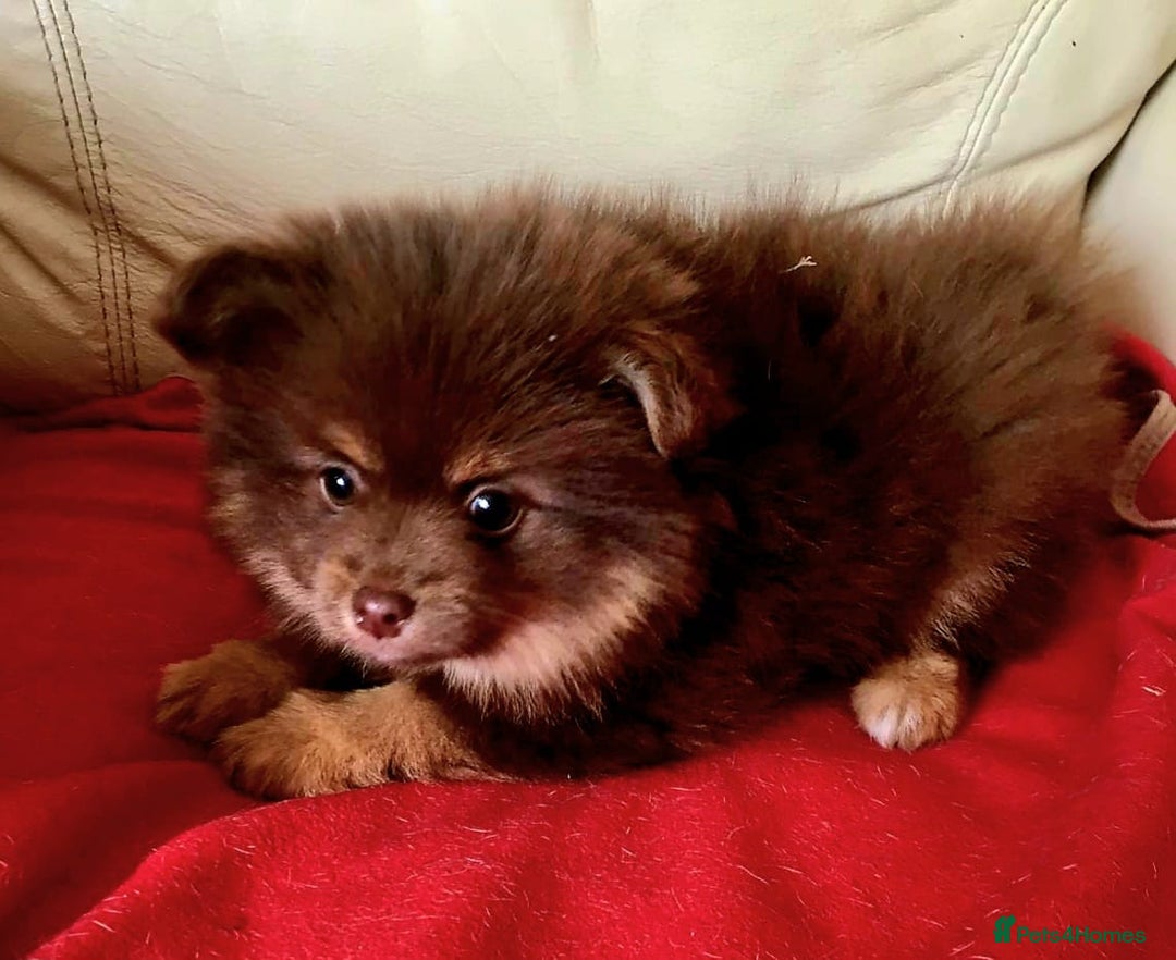 Pomsky dogs for sale: Four gorgeous pomskys - Image 3