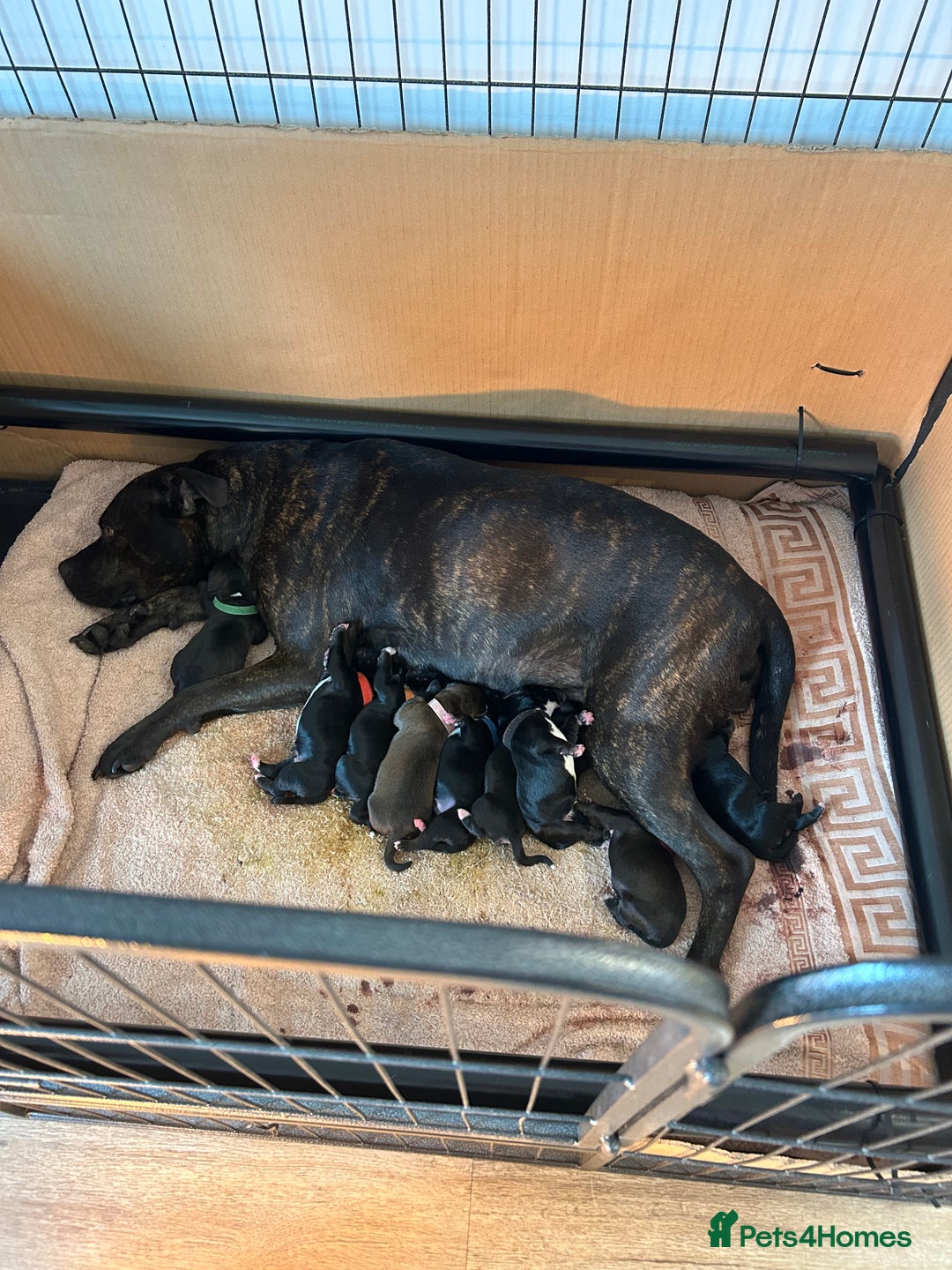 Mixed Breed dogs for sale: Staffy X Cocker Spaniel Puppies - Image 4