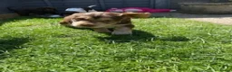 Cocker Spaniel dogs for sale: Show type cocker spaniel. Litter due 10/11/26  - Advert 7