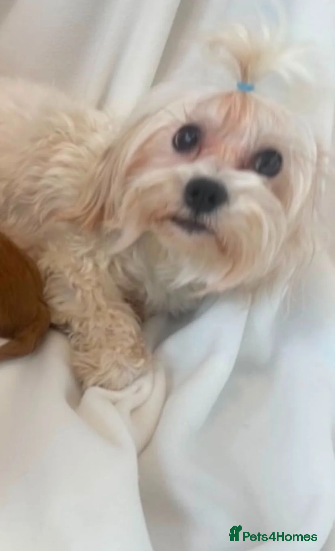 Maltipoo dogs for sale: DNA Asian maltipoo puppies  - Advert 2