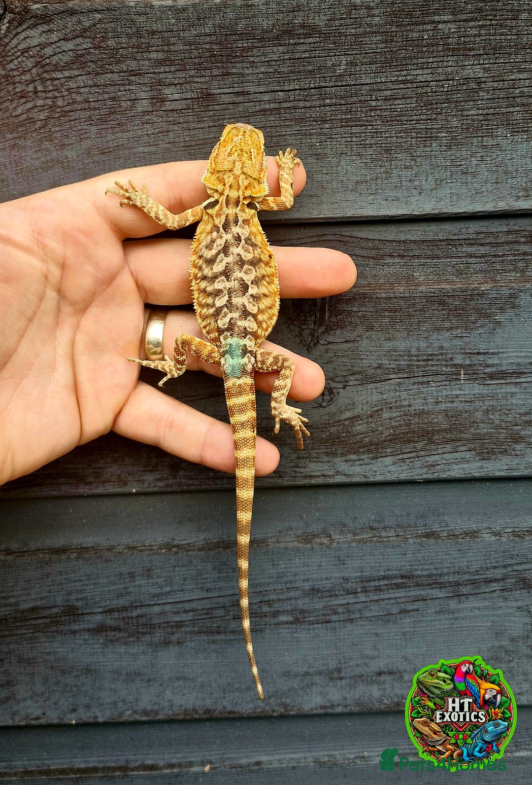 Bearded Dragon reptiles for sale: Bearded dragons for sale (Price reduced) - Image 11