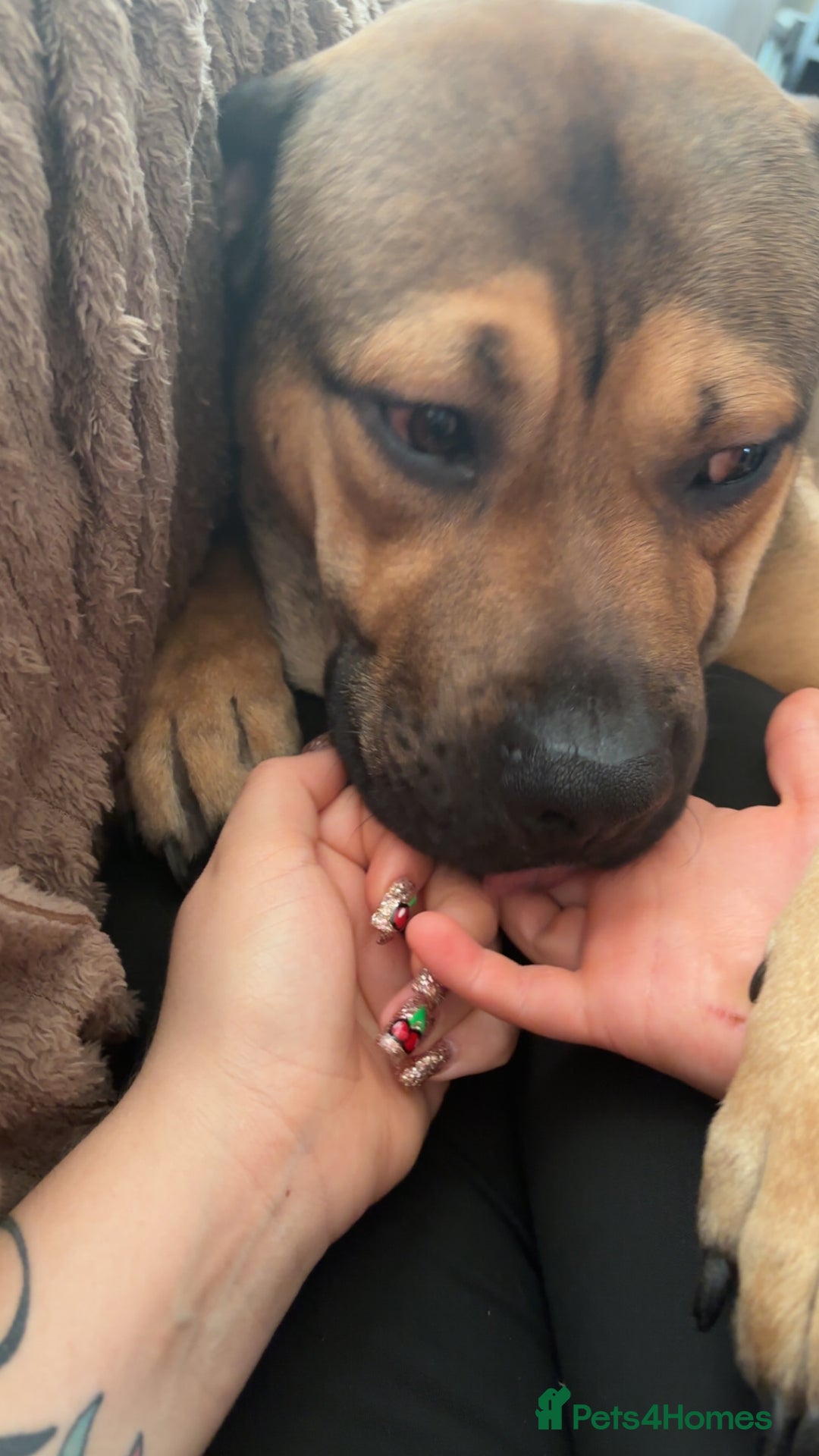 Mixed Breed dogs for sale: Rex 1 year old Presa - Advert 3