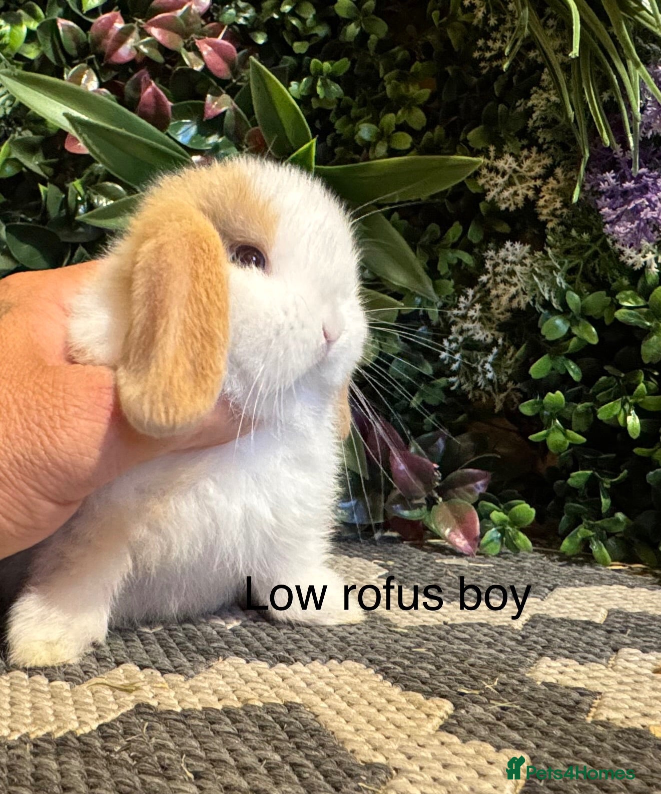 Mini Lop rabbits Pure bred mini lops ready to preorder  - Advert 1