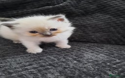 Ragdoll cats for sale: Ragdoll  - Image 7