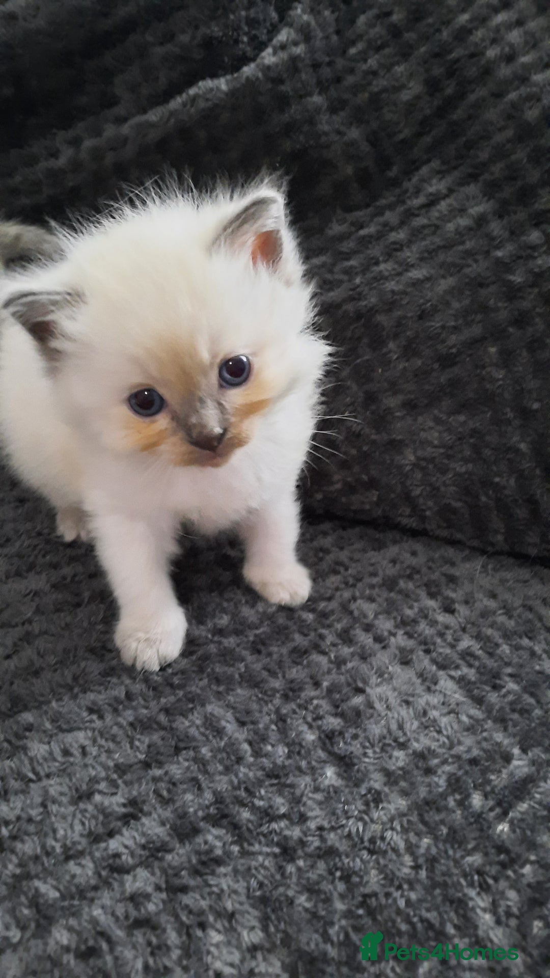 Ragdoll cats for sale: Ragdoll  - Image 7