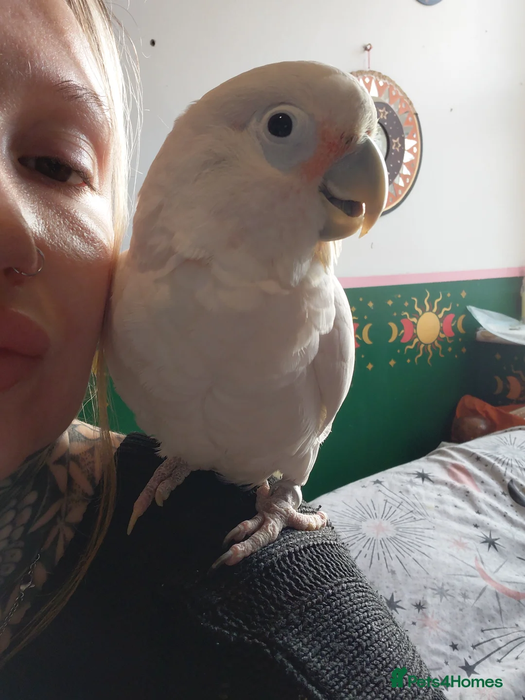 Cockatoo birds for sale: LOOKING FOR EXPERIENCED HOME FOR GOFFINS COCKATOO - Advert 2