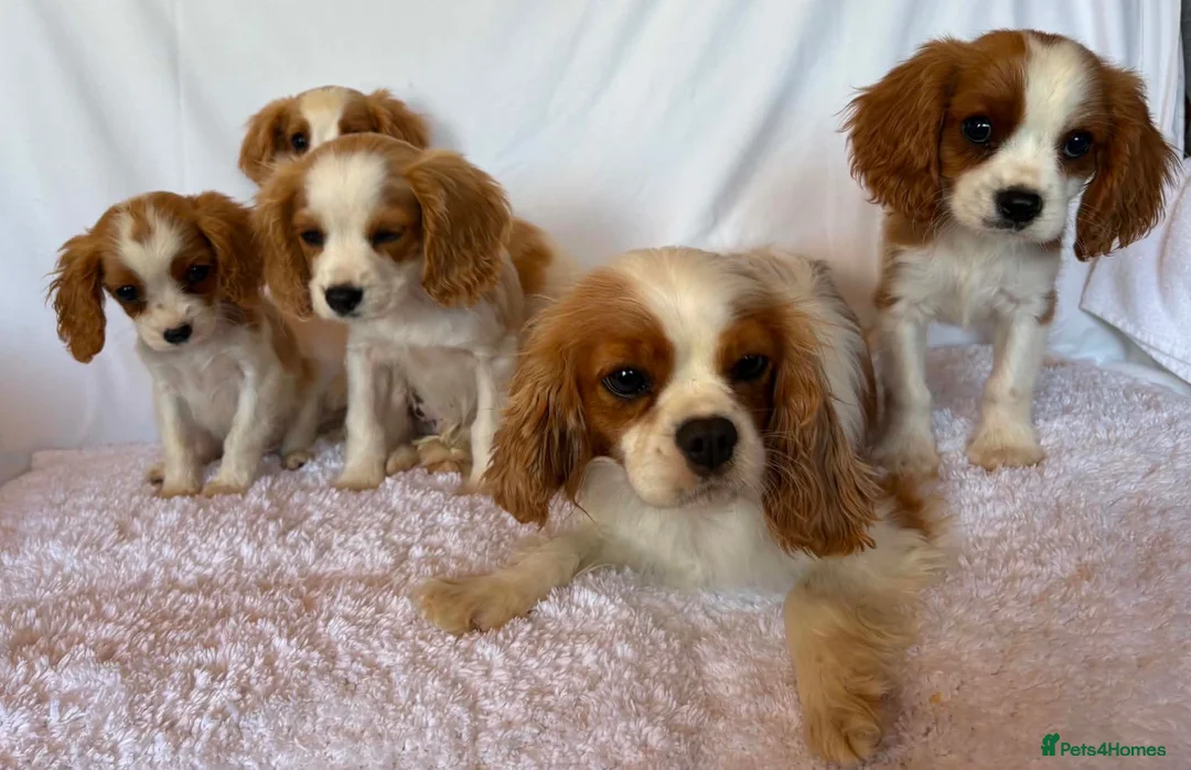 Cavalier King Charles Spaniel dogs for sale: Beautiful King Charles puppys in Stafford - Advert 1