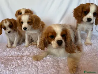 Cavalier King Charles Spaniel dogs Beautiful King Charles puppys - Advert 1