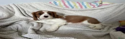 Cavalier King Charles Spaniel dogs for sale: Beautiful Cavalier King Charles Spaniel puppies - Advert 18