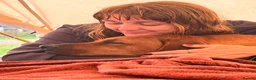 Rhodesian Ridgeback dogs for stud: KC Registered Champion Bloodline-Ideal Temperament - Advert 5
