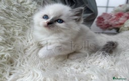 Ragdoll cats for sale: Only Two Kittens Available ready to go 🐾 - Image 9