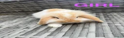 Mini Lop rabbits for sale: Adorable mini lop rabbits for sale ❤️ - Advert 7